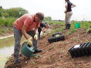 Planting wildflowers (© Ebony Smith, Tame Valley Wetlands)