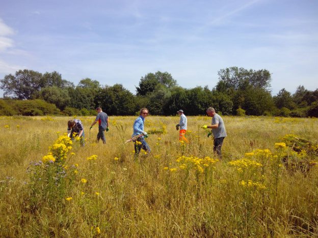 Tameforce volunteers pulling ragwort from Castle Vale Meadow (Birmingham), © Tame Valley Wetlands, Warwickshire Wildlife Trust 2017