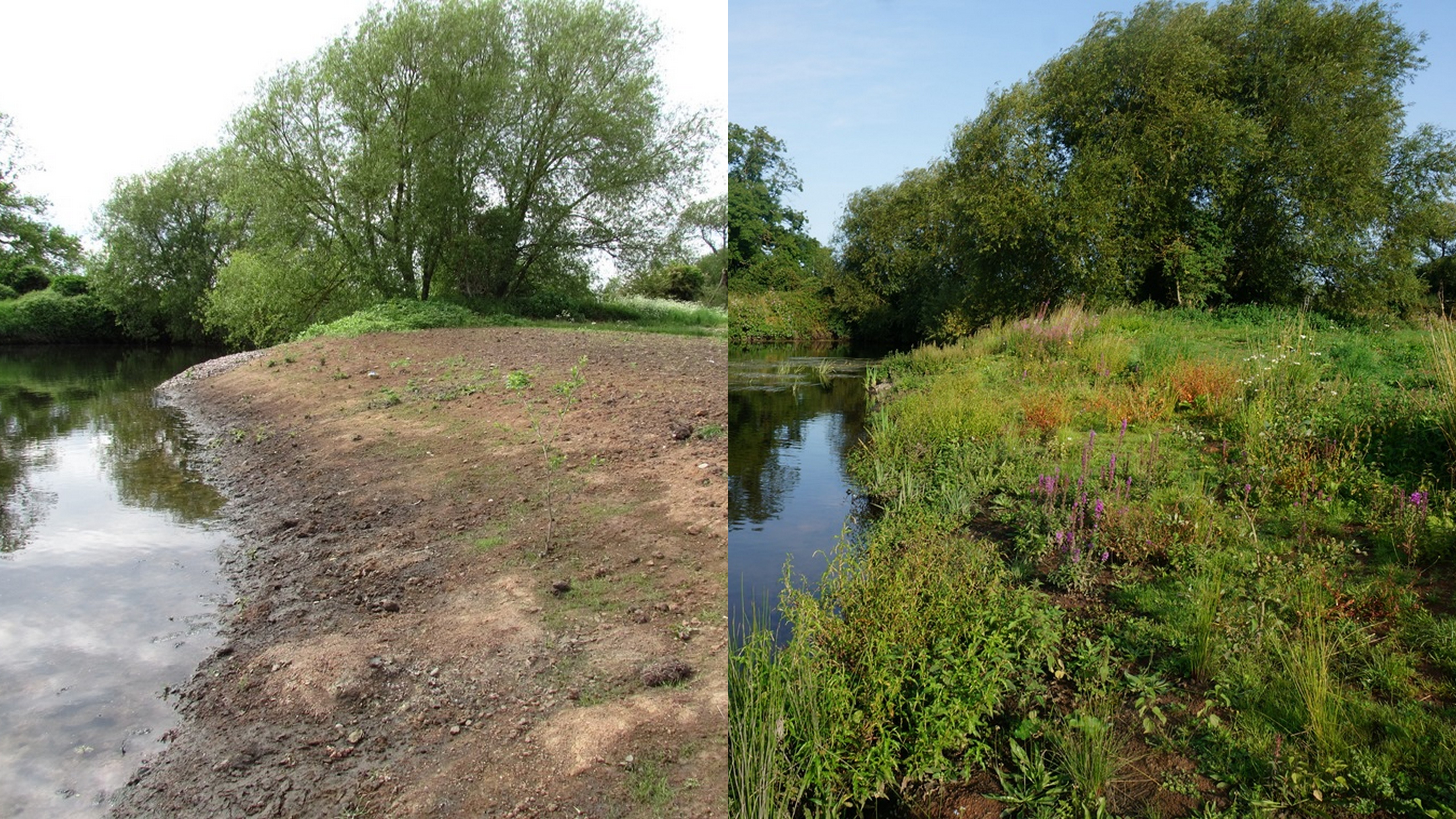 the bank of the River Tame arm at Tameside local nature reserve before and after Tameforce volunteers planted wildflowers © Tracey Doherty, Warwickshire Wildlife Trust 2017