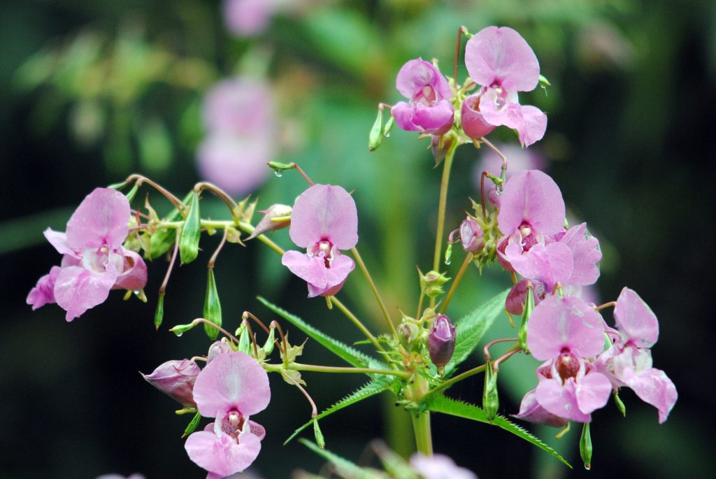 Himalayan balsam - an invasive plant with pink bell shaped flowers