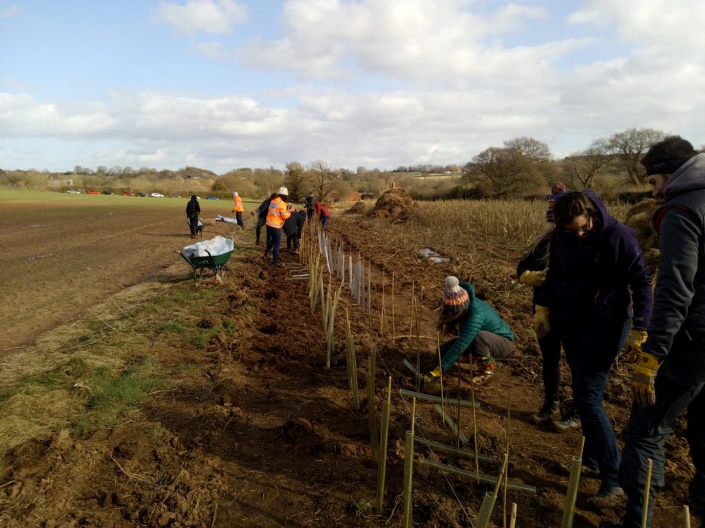 Volunteers planting hedgerows at Packington Estate